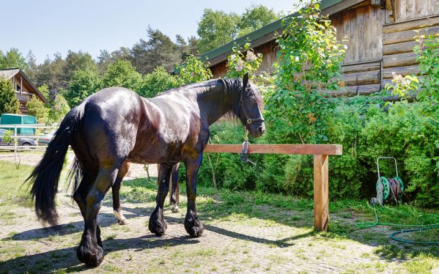 Ekologické zpevnění ploch v hřebčíně dlažbou geoSYSTEM